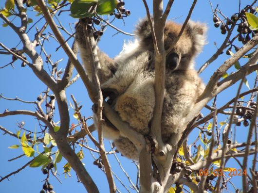 Koala Portland Camping